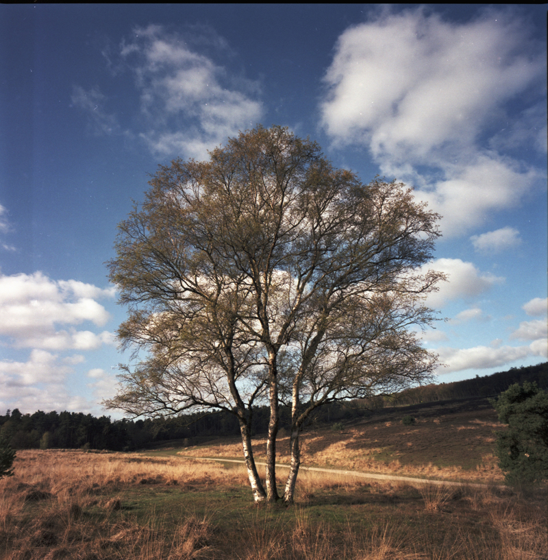 pinhole photo of a tree on the fields