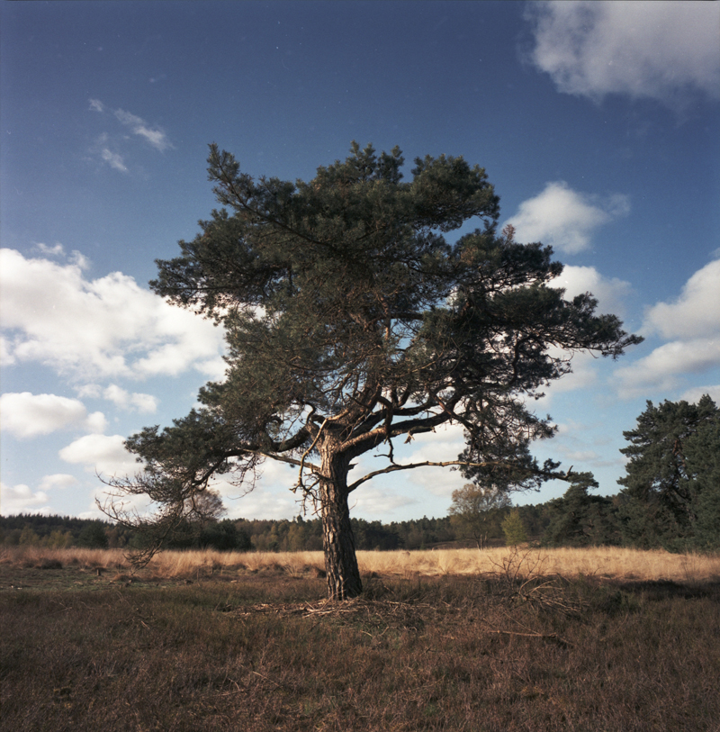 a lonely pine tree on the heather fields